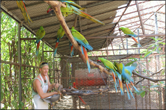 Chris Castles Feeding Great Green Macaw 