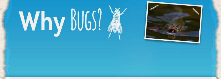 Why bugs?