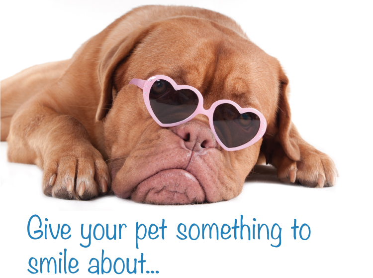 Give your pet something to smile about...