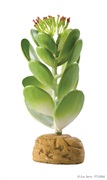 Exo Terra Desert Plant - Jade Cactus