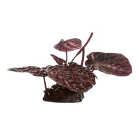 Fluval Decorative Plant - Red Lotus - Small - 10 cm (4") with base