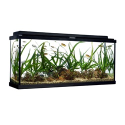 Fluval Premium Aquarium Kit 55 ? 55 US gal (208 L)