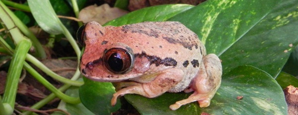 Big-eyed Tree Frog - Leptopelis vermiculatus  I think this one’s name speaks for itself. Origin: Tanzania. 