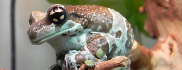 Amazonian Milk Frog or Trachycephalus resinifictrix (aka “Leche Verde” or Green Milk). This frog gets its name from the poisonous milky fluid that is secreted from its skin when it feels threatened, which rarely happens with captive-bred specimens. Origin: Amazon rainforest S.A. 