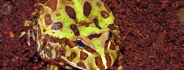 Pacman Frog - Ceratophrys cranwelli. Called a “pacman frog” due to its large mouth and huge stomach. You would say it almost looks like the video game character especially when you get to know its voracious appetite. Origin: Argentina, S.A. 