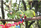 Young White-fronted parrots (Amazona albifrons) playing with toys made by Belize Bird Rescue staff.