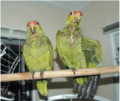 This pair of unwanted birds were among the first to be dropped off at Belize Bird Rescue.
