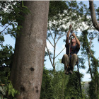 Marc-André Villeneuve climbing a quamwood tree.