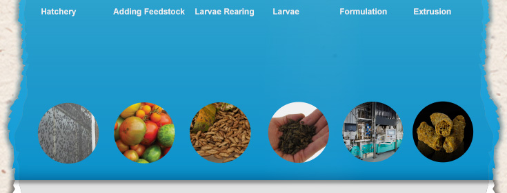 Hatchery, Adding feedstock, Larvae Rearing, Larvae, Formulation, Extrusion