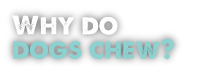 Why do dogs chew?