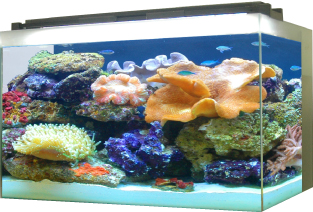 Fluval Fresh And Reef Aquarium